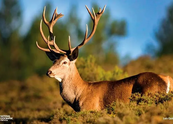 Estacao Al 3* Lousã